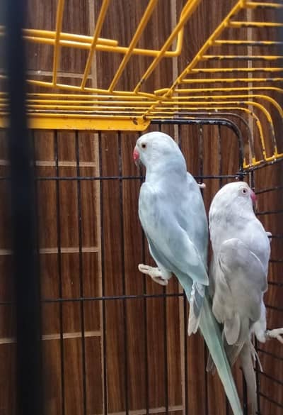 silver/ lacewing ringneck female's