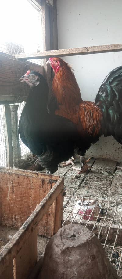 aseel | buff | aseel buff cross hens | aseel murgha | trio set
