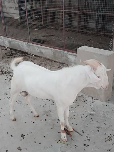 Teddy bakra breeder