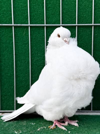 White Chinese Owl Breeder Female Pigeon