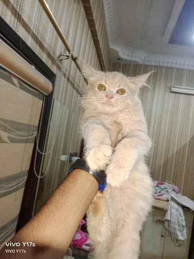 CUTE LITTLE PERSIAN KITTEN FOR SALE