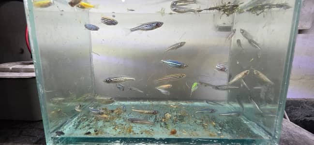 Danio Fishes