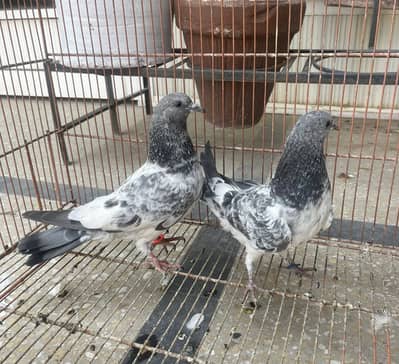 Original  Sialkoti Chat wala for sale 4 sa 5 kali