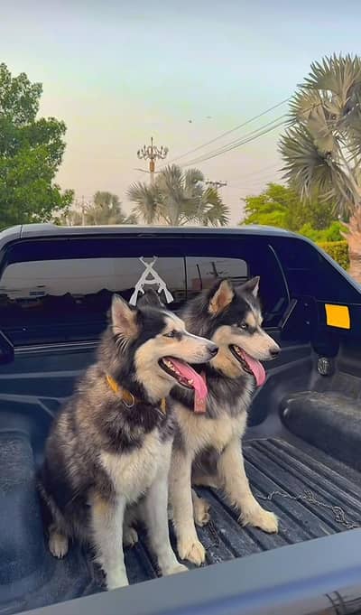 sibren husky pair with one puppy