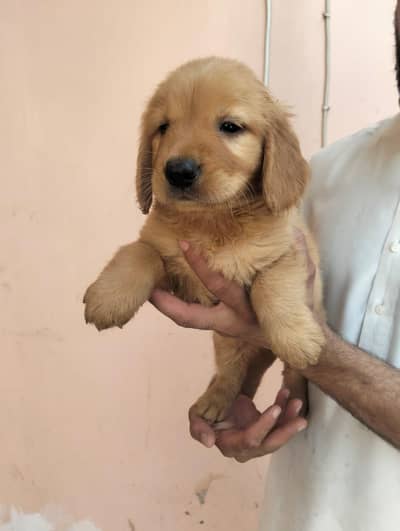 Golden Retriever  female puppies