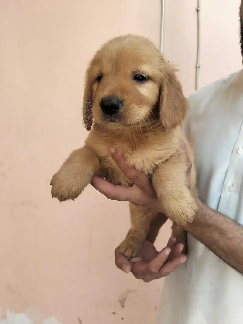 Golden Retriever  female puppies