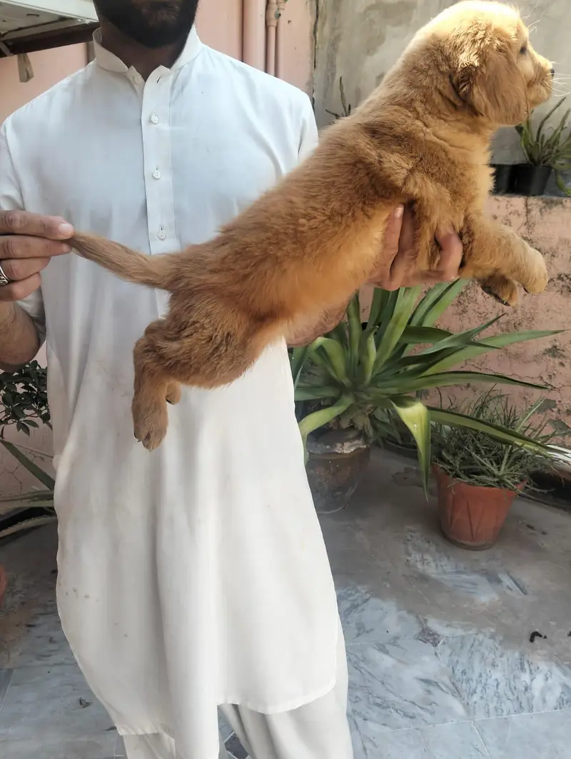 Golden Retriever  female puppies — photo 2