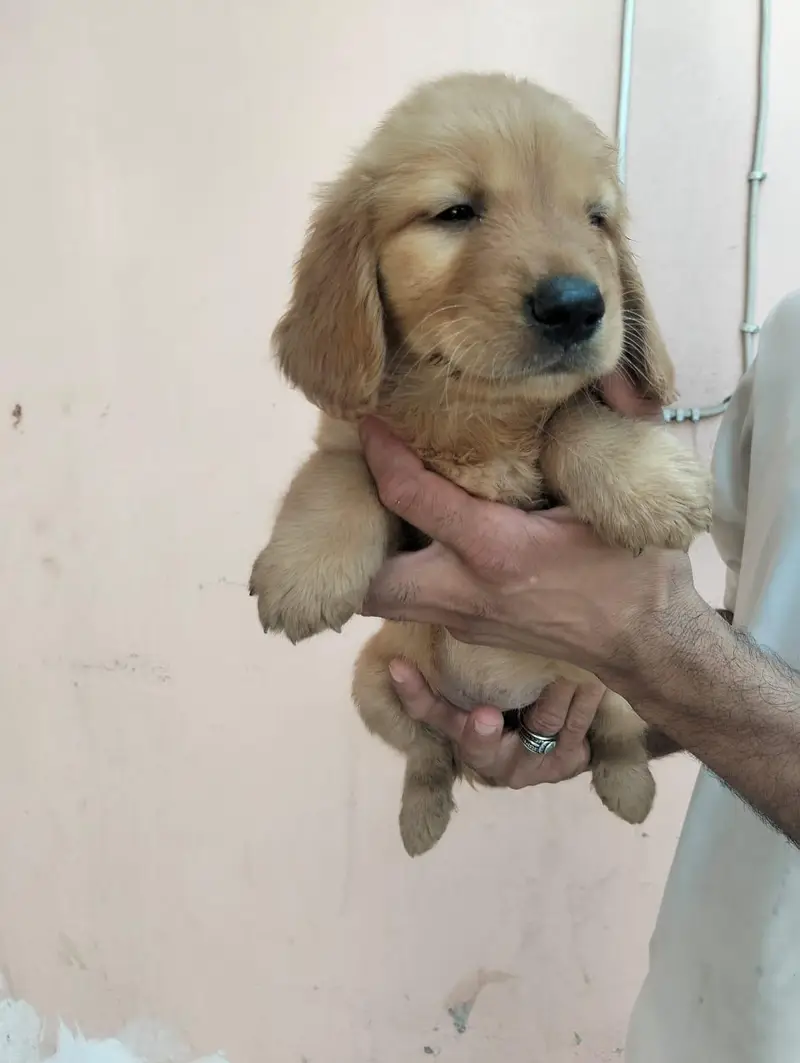 Golden Retriever  female puppies — photo 3
