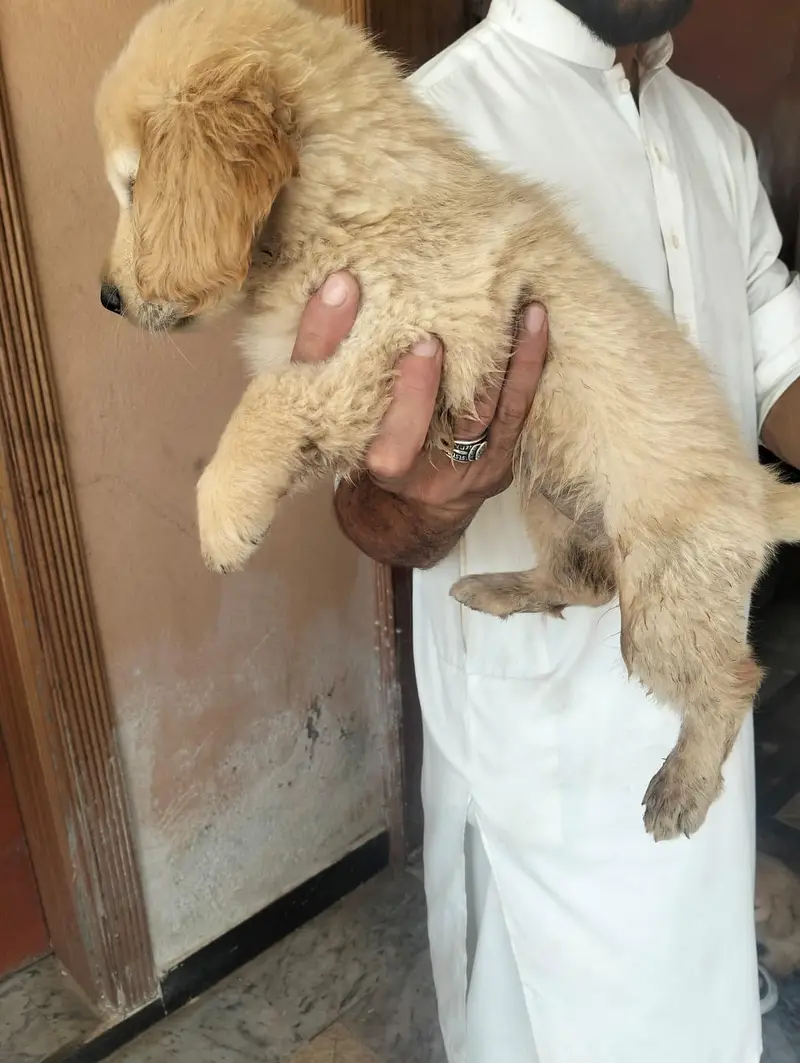 Golden Retriever  female puppies — photo 4