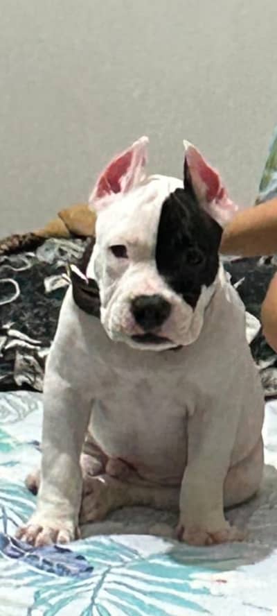American bully