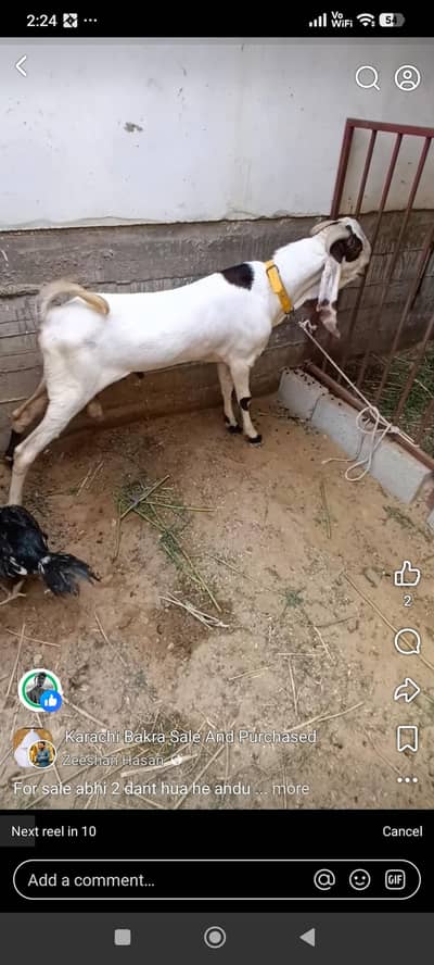 fresh 2 dant, white eyes, andu 03117334641