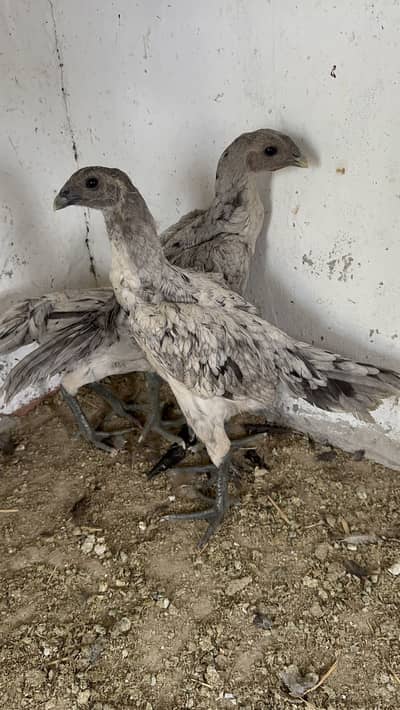 Ice blue dragon traio available top quality black skin 03020448380