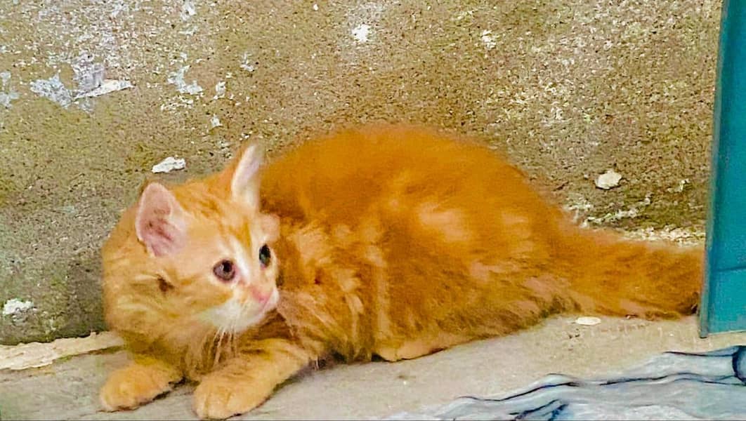 cat  2