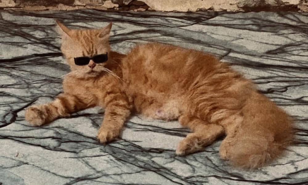 cat  3