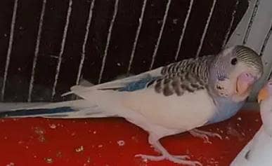 2 pair pied pathaye for sale.