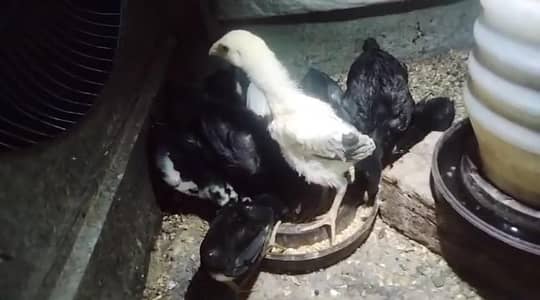 Turkish Hint/Japanese Shamo Chicks