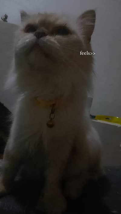 white Himalayan cat female