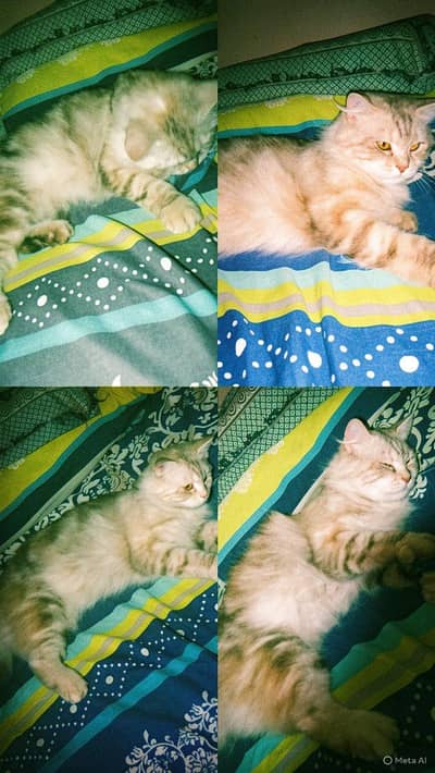 Persian Tripple Coated Female