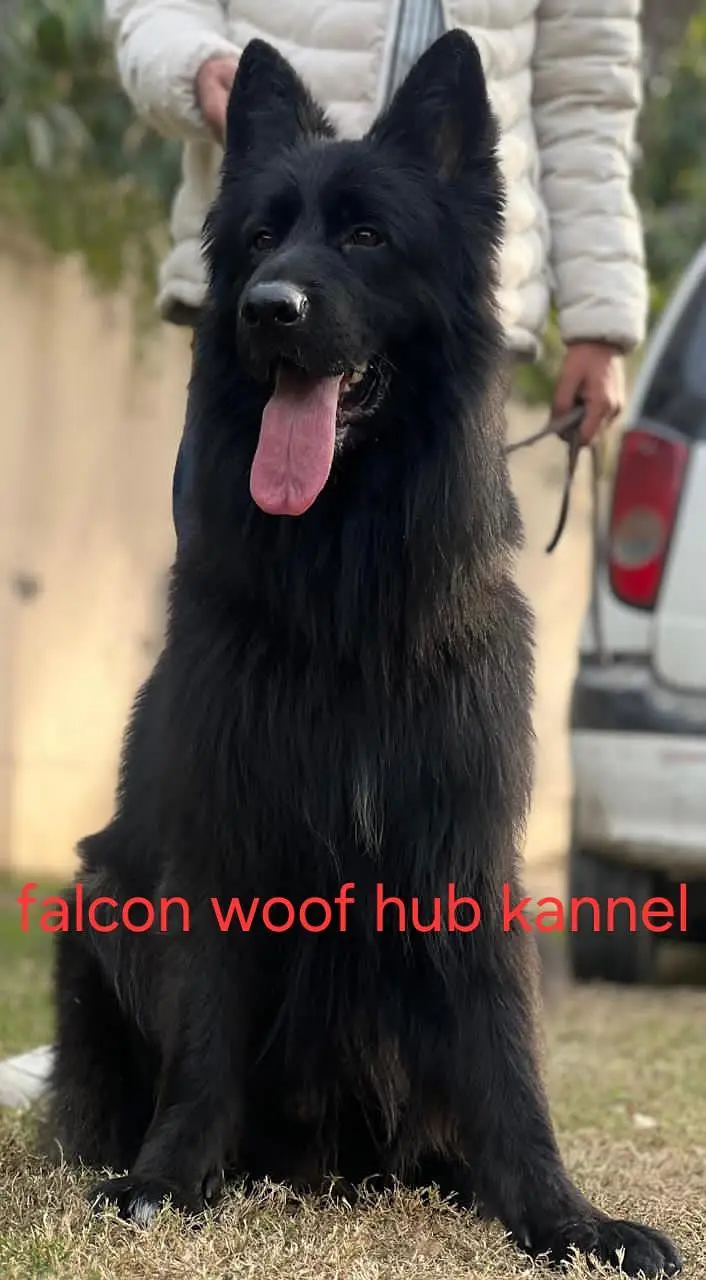 German Shepherd Male Dog For Stud | German Shepherd Dog For Matting — photo 5