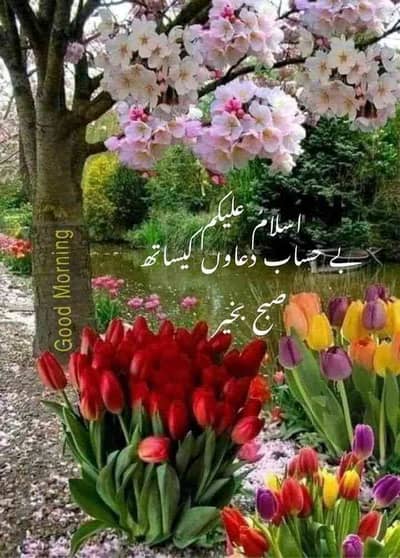 Ali abbas