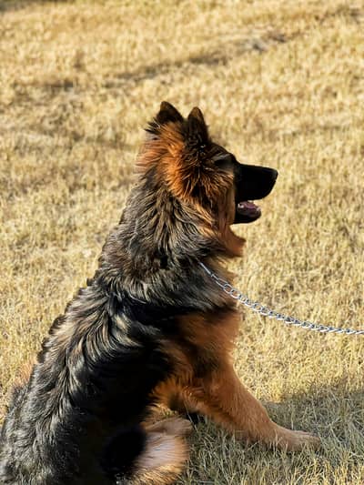 German Shepherd Female Long Coat For Sale