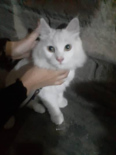 Parsian cat