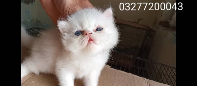CFA bloodline pure peki face tripple coated female kitten pershion