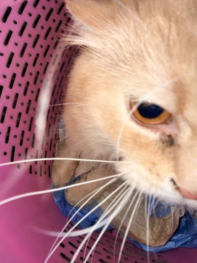 Persian Cat,Male