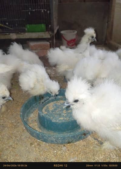 white silki for sale