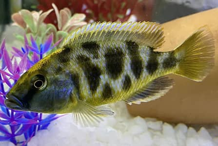 Venustus /Commando Cichlid