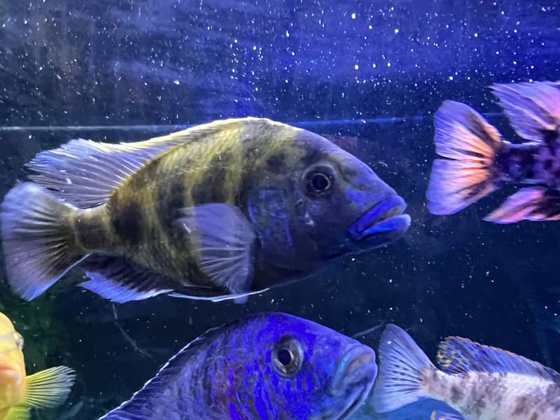 Venustus /Commando Cichlid 1