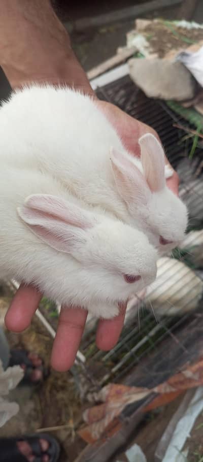Red eyes rabbit kids for sale pair 1200 final