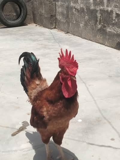 murga for sale