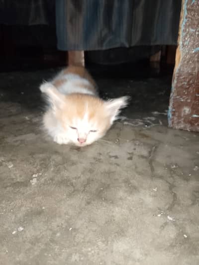 Persian kitten
