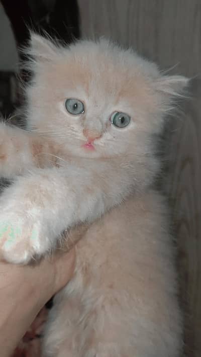 Grey/black/brown shade 3 kitten available