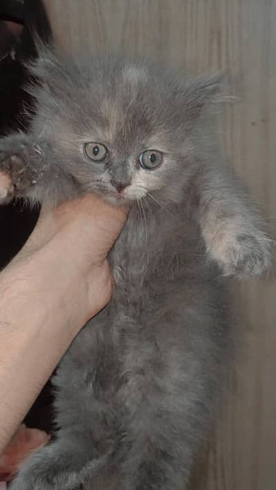 Grey/black/brown shade 3 kitten available
