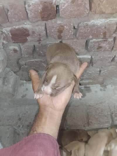 American pitbull