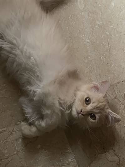 Persian Kitten Female