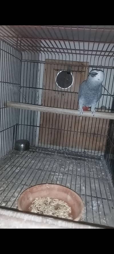 african Gray pair