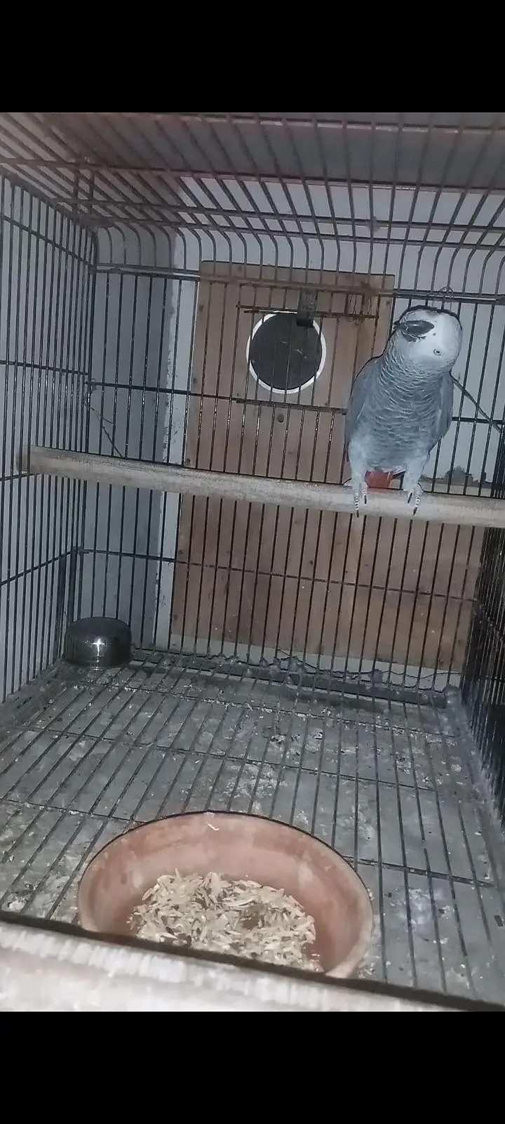 African Gray congo breeder pair — photo 2