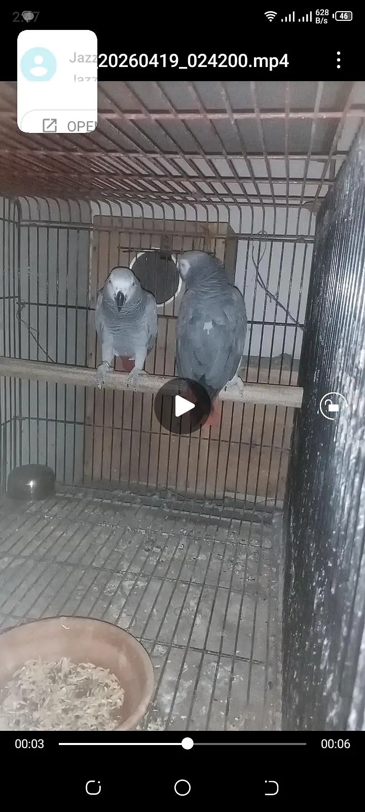 African Gray congo breeder pair — photo 3