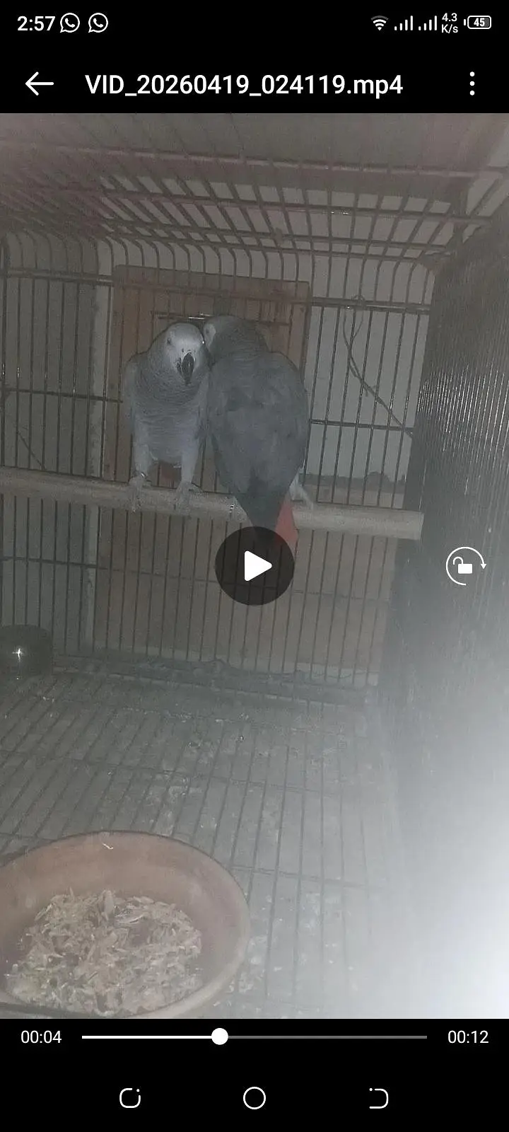 African Gray congo breeder pair — photo 4