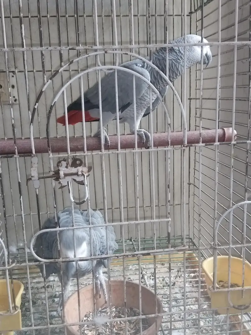 African Gray congo breeder pair — photo 5