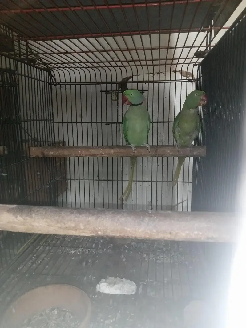 African Gray congo breeder pair — photo 6