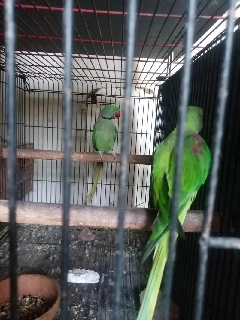African Gray congo breeder pair — photo 7