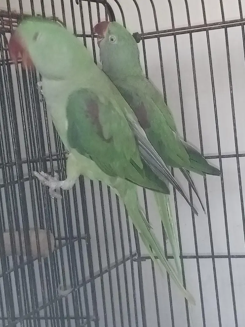 African Gray congo breeder pair — photo 8