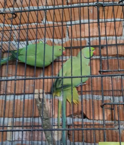 green parrot full breeder pair