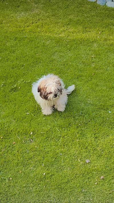 6 months old Shitzu