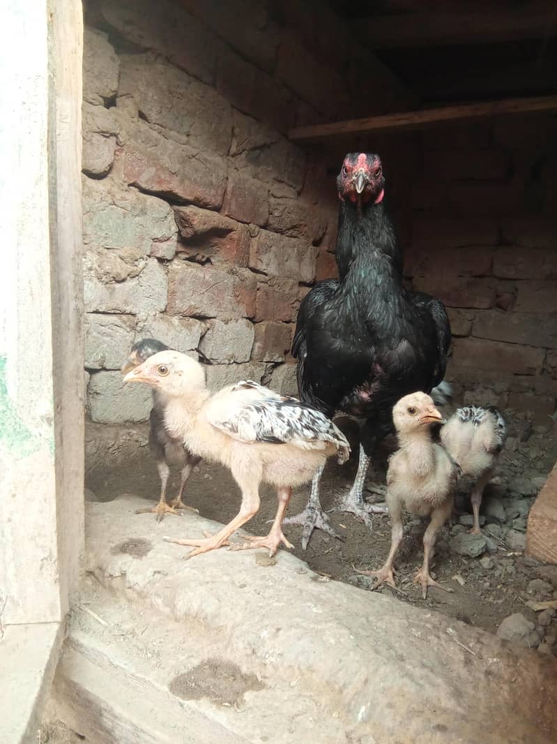 aseel chick 1