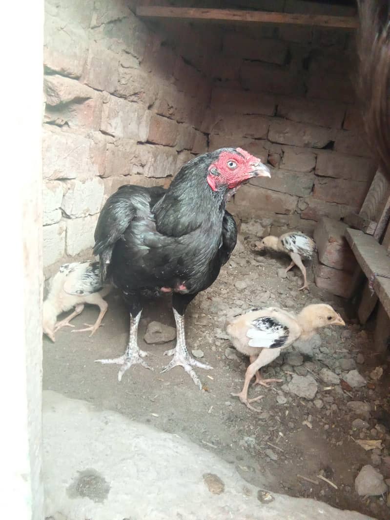 aseel chick 3